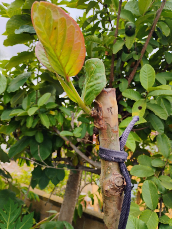 IMG_20251015_113849044_HDR_AE