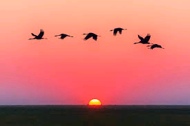 تعليم إسلامية