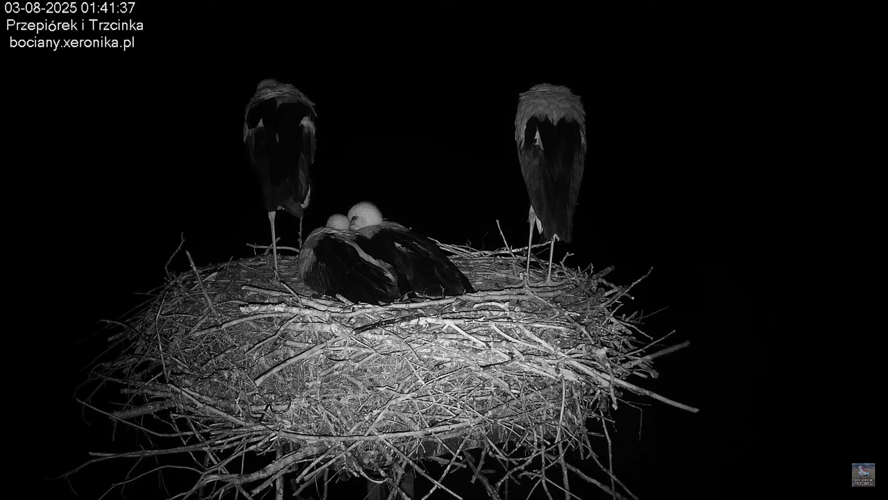 03082025bociany1