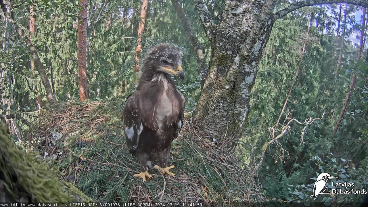 Mazais ērglis (Clanga pomarina), ligzda bērzā - LDF tiešraide 13-43-8 screenshot