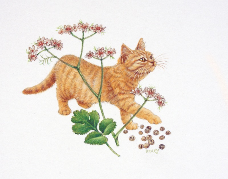 3-SPIRO-WITH-CORIANDER-1-C19809-1