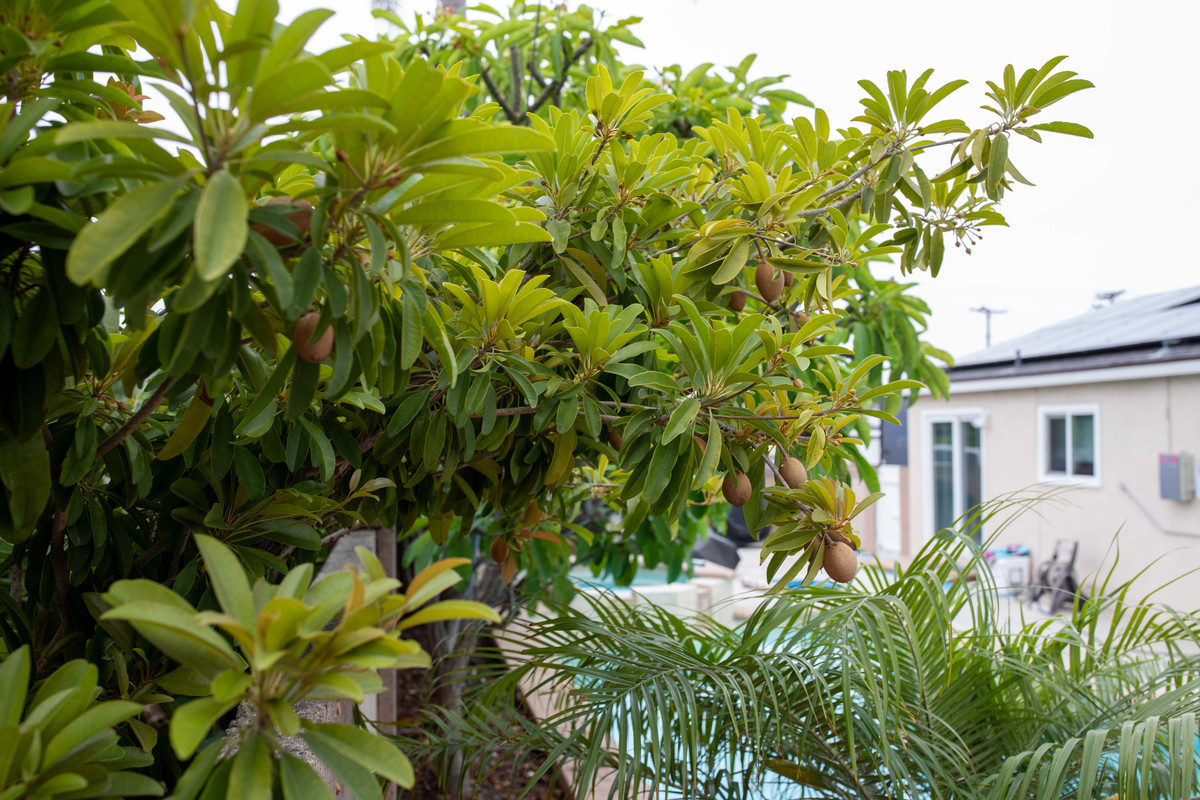 8U1A4908  Alano Sapodilla Graft to Tikal Loaded with Fruit (7-30-2025)