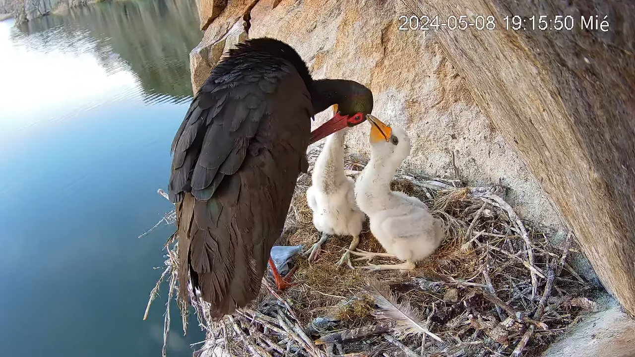Cigüeña Negra en Tajo Internacional 11-30-43 screenshot