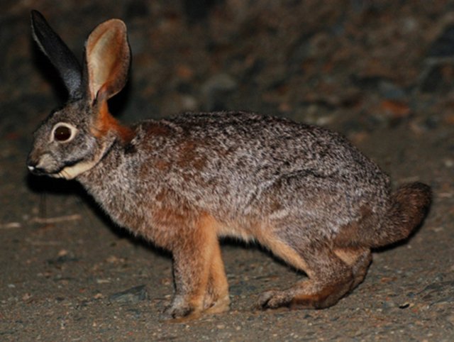 Riverrean Rabbit Base idea: Riverine :|: Lioden