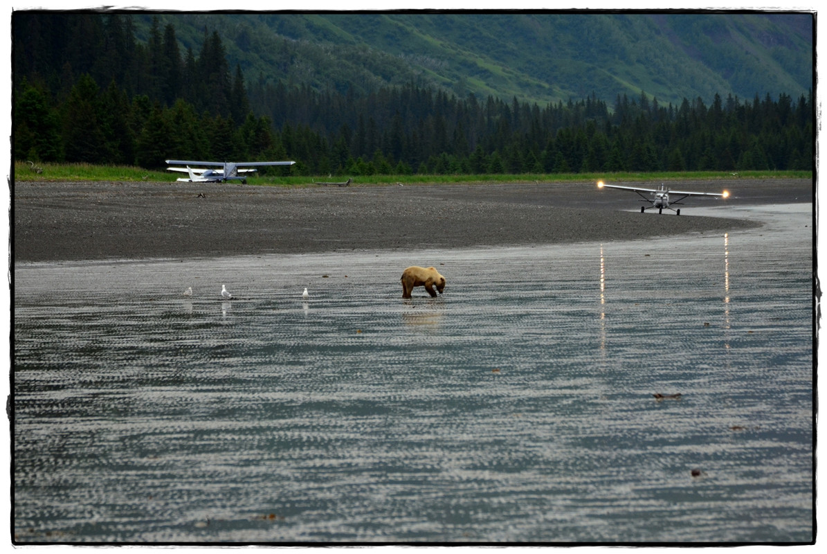 19 de junio. Osos a porrón en Lake Clark National Park - Alaska por tierra, mar y aire (17)