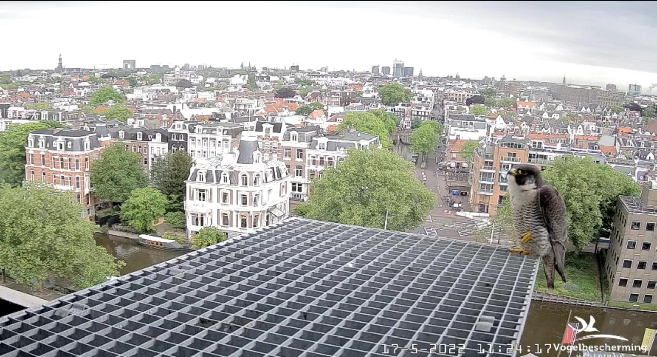 Amsterdam/Rijksmuseum screenshots © Beleef de Lente/Vogelbescherming Nederland Video-2022-05-17-112538-Moment