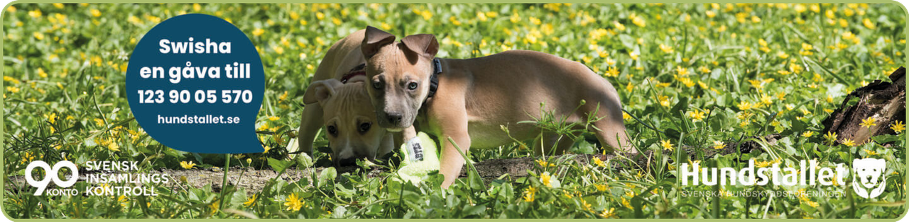 hundstallet, omplaceringar, dog rescues, 