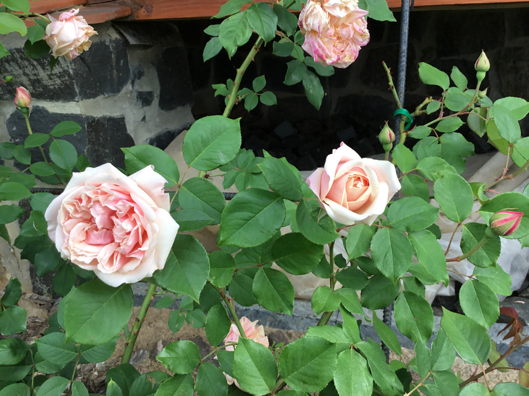 3538D71A-1BFF-4DF7-A253-602FF0957231