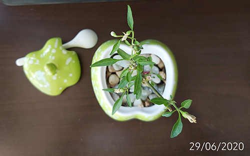 [Image: IMG-20200629-111047.jpg]