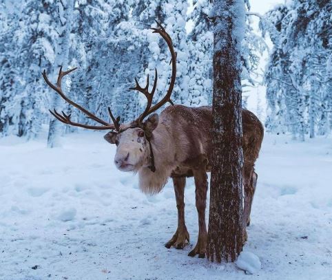 Finland-deer.jpg