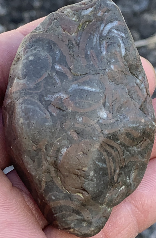 Caliza con fósiles de conchas IMG-6483