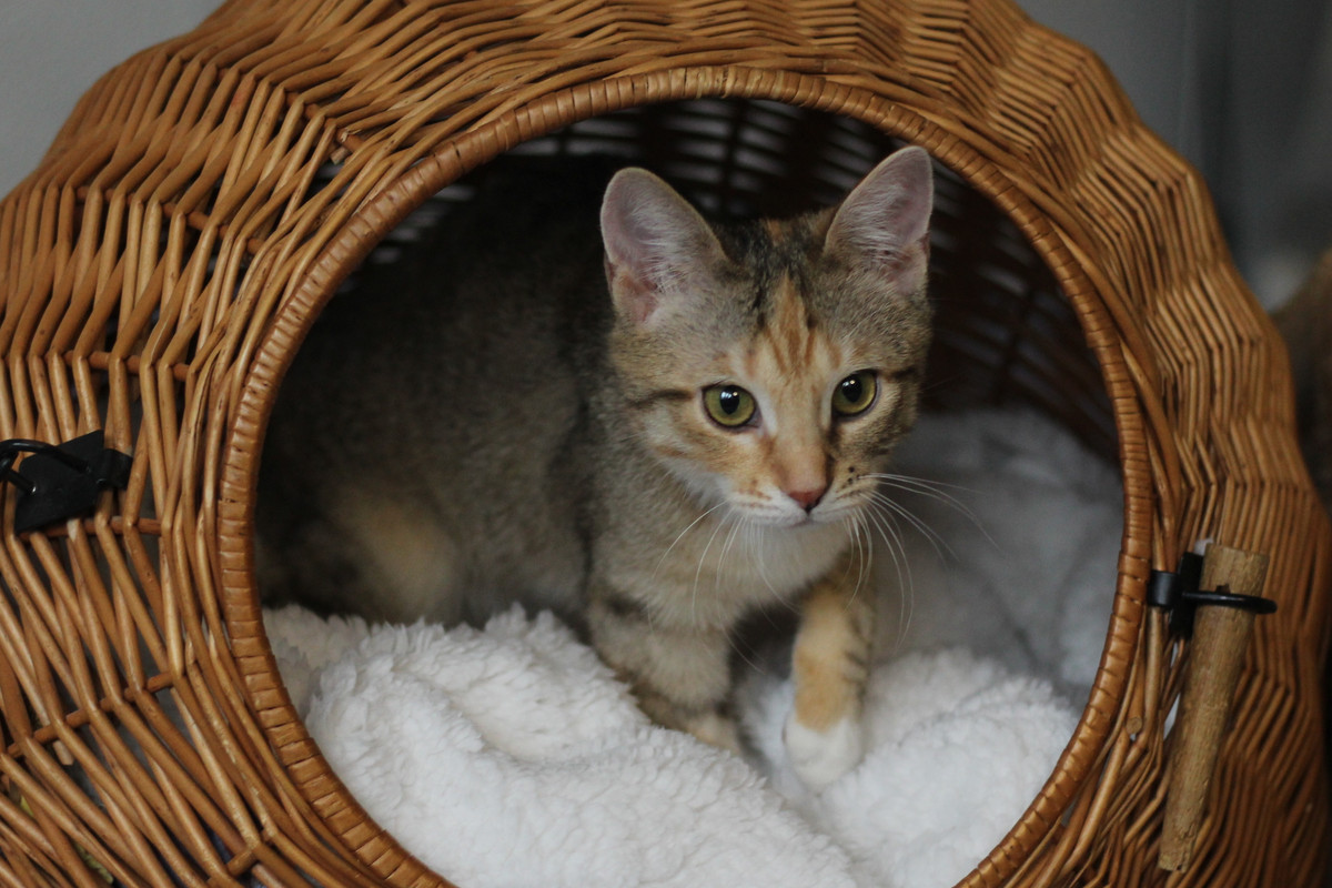 IMG_2401 — копия