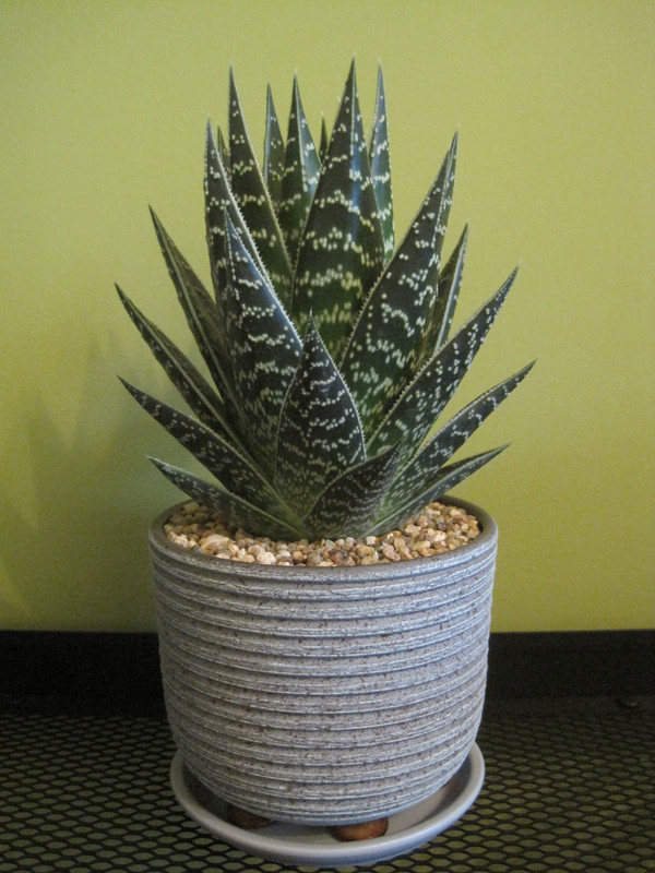 Сразу после пересадки 24.01.2023 г