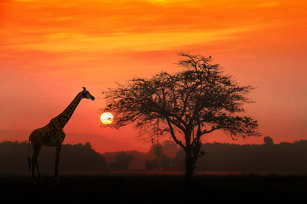 safaris Tanzania