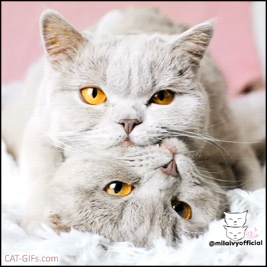 Cat2.gif