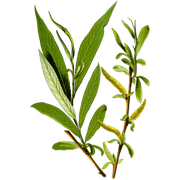 saule-blanc-gelules-herboristerie