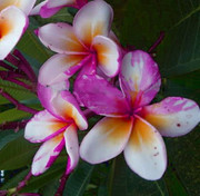 Plumeria_Ngamvilai
