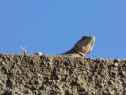 32.1.lounging in the sun I