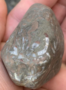 Caliza con fósiles de conchas IMG-6518