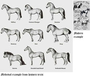 medievalhorsedesignations-A