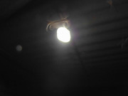 42.7.winged ants VII