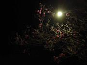 61.7.ghosts of autumn VII (edit)