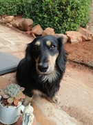 Saartjie-Van-der-Westhuizen