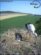 Kép