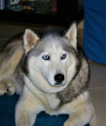 Old Blue eyes Terry moore