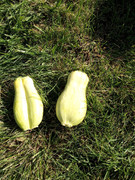 [Image: double-squash.jpg]