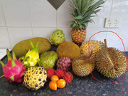 Durio Macrantha. Anyone have personal experience?