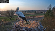 25032026bociany 7