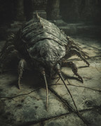 HighRes-Assel-standard v2-2x