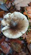 IMG-20221120-082822