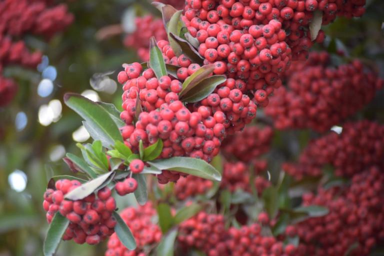 В джазе только девушки или аргентинско-бразильский калейдоскоп В джазе только девушки или аргентинско-бразильский калейдоскоп