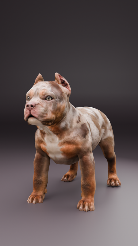 Bully Mottled Coat