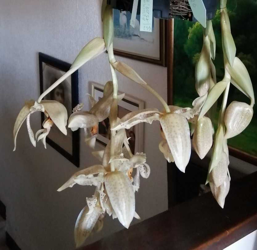 Stanhopea oculata 2