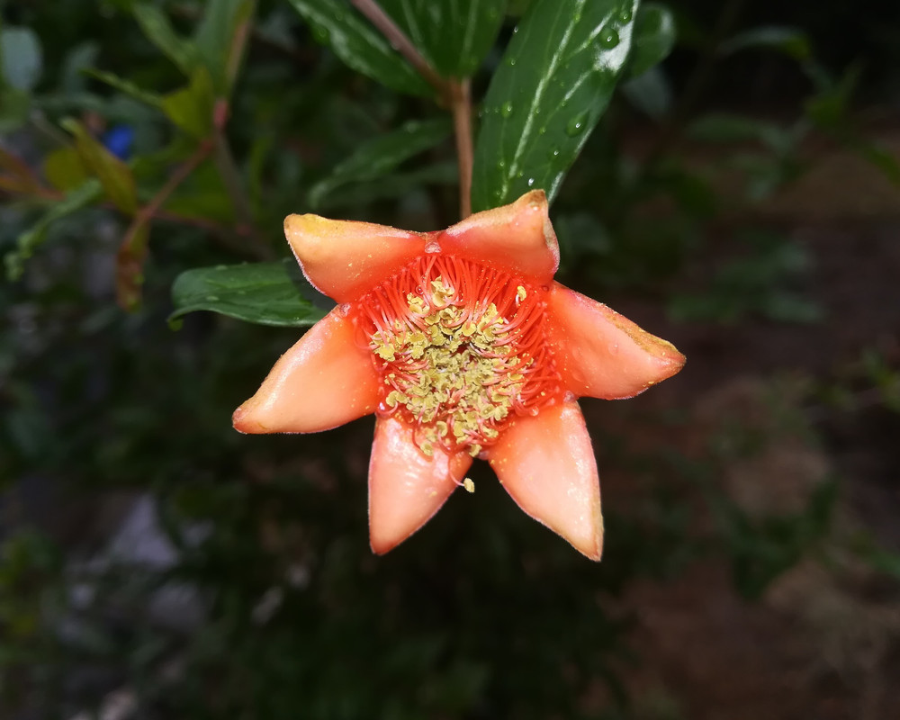 punica granatum 1.9.2018 (2)