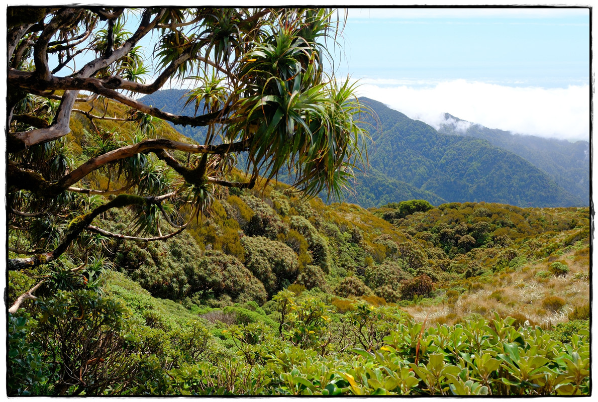 Paparoa NP: Paparoa Track (diciembre 2024) - Escapadas y rutas por la Nueva Zelanda menos conocida (19)