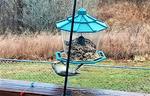 Red-bellied-woodpecker.jpg