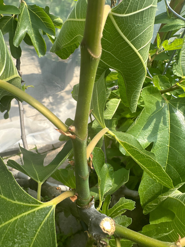 figs-592.jpg
