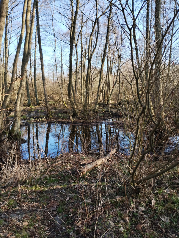 [Obrazek: IMG-20250327-160409279-HDR.jpg]