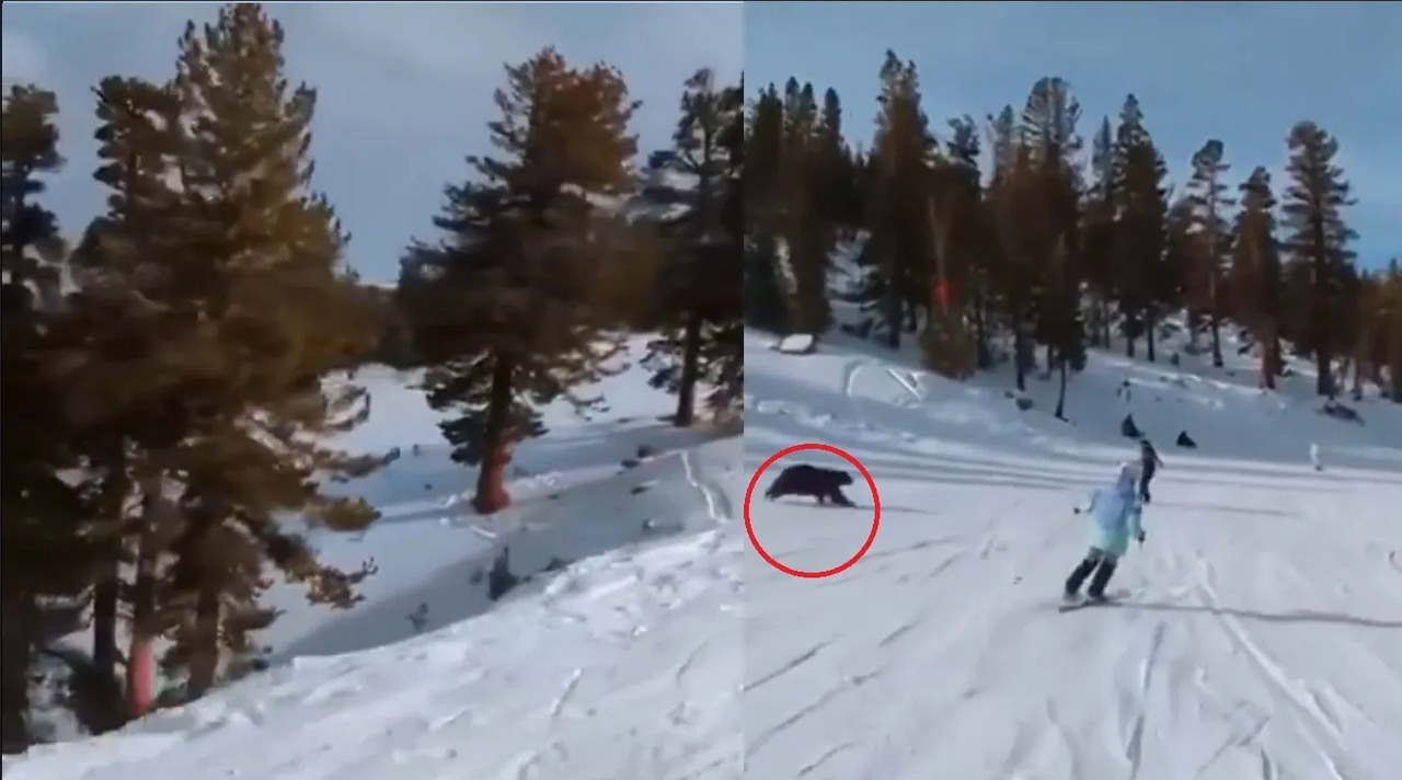 Oso casi es arrollado por esquiadores en una montaña a toda velocidad: video