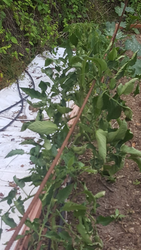 WhatsApp Image 2020-05-21 at 21.54.34 (1)