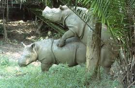 Rino-Humpers-4