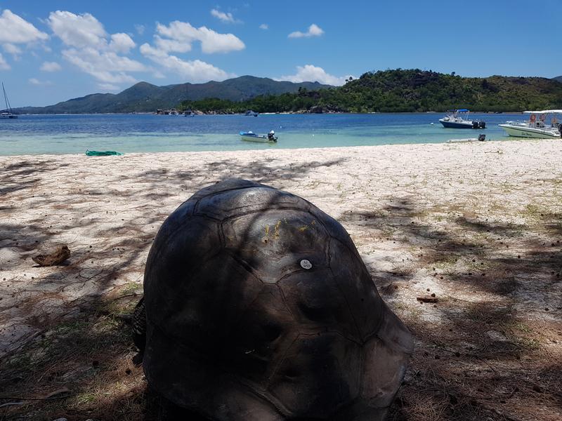 DÍA 3:  PRASLIN – CURIEUSE ISLAND – SAINT PIERRE - Seychelles-2ª parte de nuestra luna de miel. Se puede pedir más? (27)