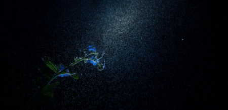 Shooting a Forget me not flower in the swamp by Leon Baas