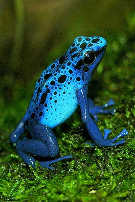 Bluefrog.jpg
