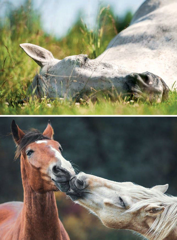 Il Mio Cav (Feb 2022) 1