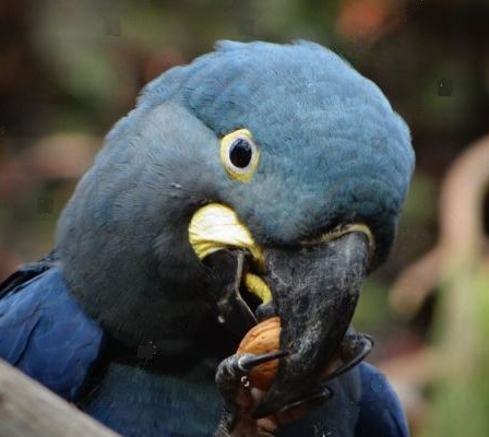 Do Parrots Eat Almonds